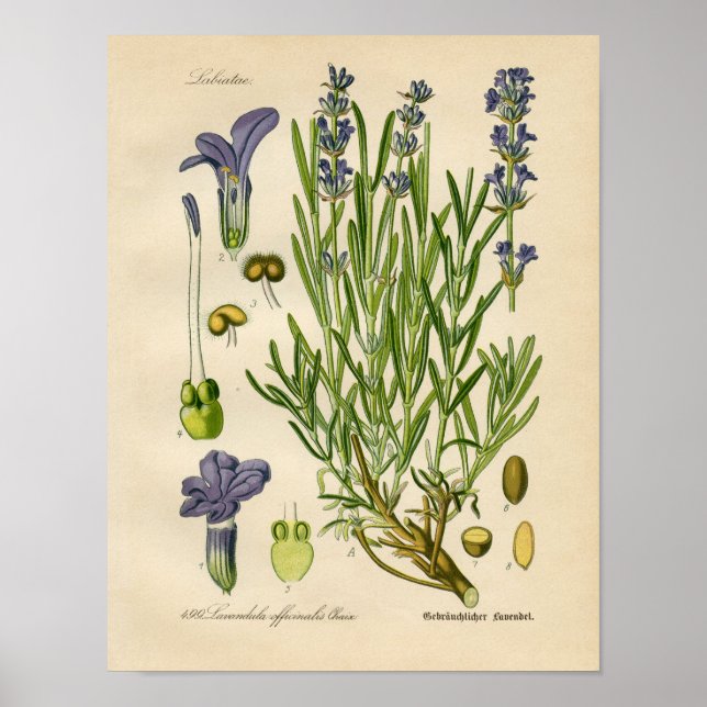 Poster botanique vintage - Lavande (Devant)