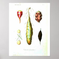Poster botanique vintage - Légumes racines