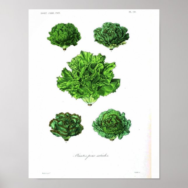 Poster botanique vintage - Lettuce (Devant)