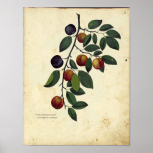 Poster botanique vintage - Plum