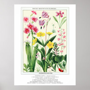 Poster Botanique Vintage Rocky Mountain Fleurs sauvages