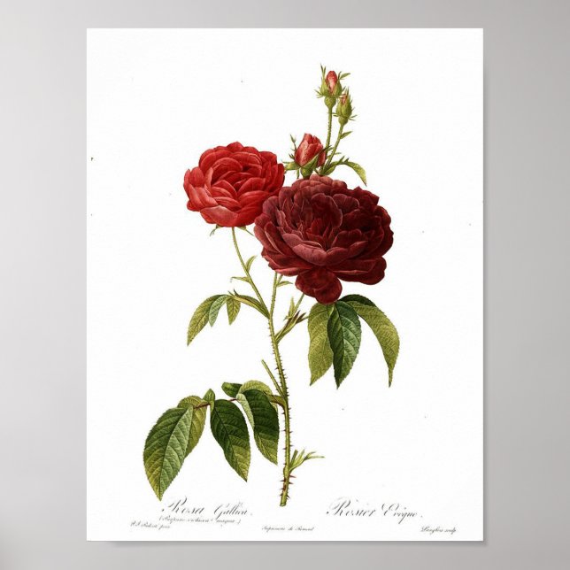 Poster botanique vintage - Rose rouge (Devant)