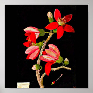 Poster-Botanische Kunst-Mary Delany 10 Poster