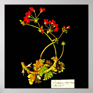 Poster-Botanische Kunst-Mary Delany 22 Poster