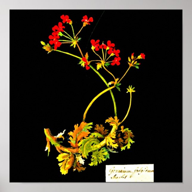 Poster-Botanische Kunst-Mary Delany 22 Poster (Vorne)