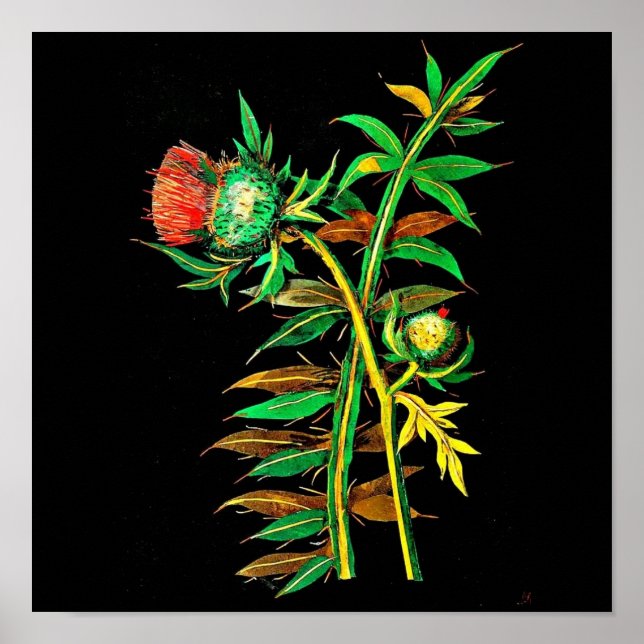 Poster-Botanische Kunst-Mary-Delany 6 Poster (Vorne)
