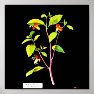 Poster-Botanische Kunst-Mary Delany 7 Poster