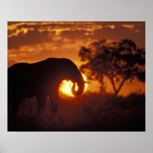 Poster Botswana, Parc national de Chobe, Bull Elephant