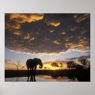 Poster Botswana, parc national de Chobe, Éléphant