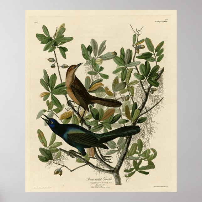 Poster Bouche à queue de bateau - Audubon's Birds of Amer (Devant)