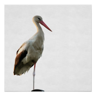 Poster Bouche Blanche (Ciconia ciconia) Oiseaux Art Sur B