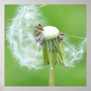 Poster Bouche de Dandelion Fabriquée