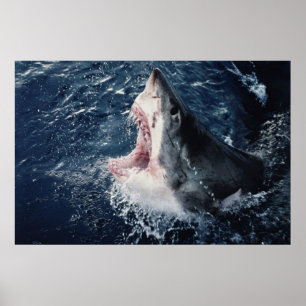 Poster Bouche de requin élevée ouverte