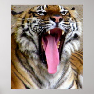 Poster Bouche de tigre_