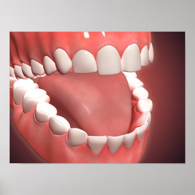 Poster Bouche Humaine Ouverte, Montrant Dents, Gums Et La (Devant)
