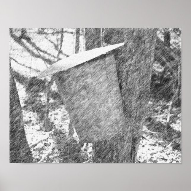 Poster Boucle de sève d'érable sur l'Arbre crayon noir (Devant)