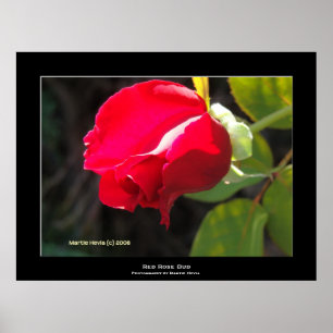Poster "Boue de rose rouge"