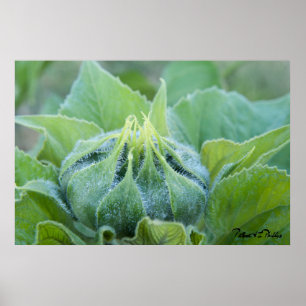 Poster Boue De Tournesol Humide Agrandir la photo