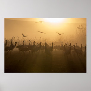 Poster Bouée d'oiseaux de grues au lac Agamon HaHula, Isr