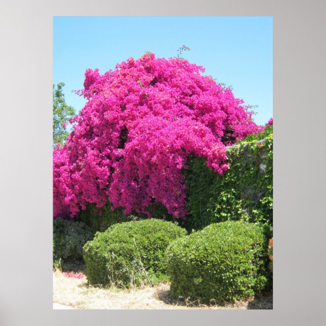 Poster Bougainvillea (Devant)