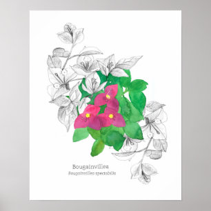 Poster Bougainvillea Fleur tropicale Langue des fleurs
