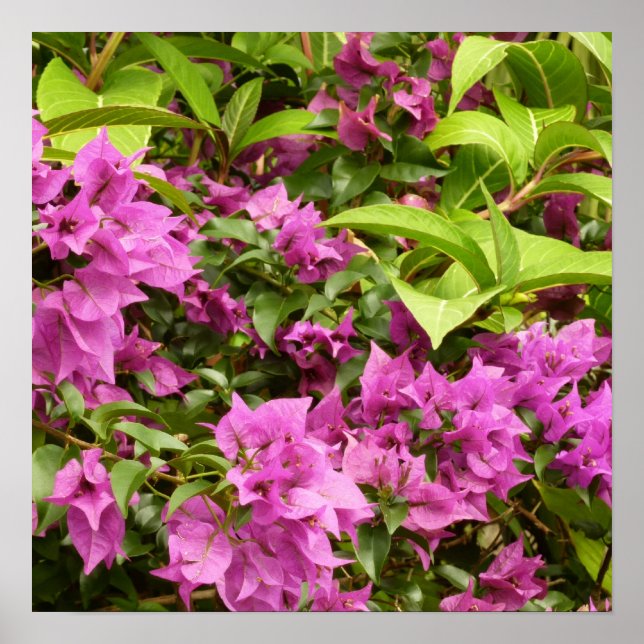 Poster Bougainvillées tropicales violettes (Devant)