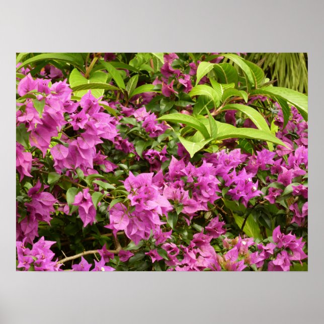 Poster Bougainvillées tropicales violettes (Devant)