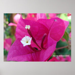 Poster Bougainvilliers en fleurs