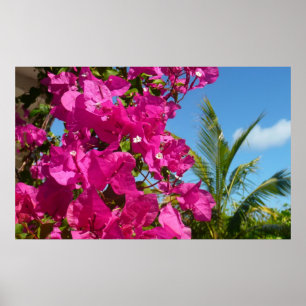 Poster Bougainvilliers et palmiers paysage tropical