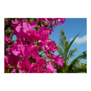 Poster Bougainvilliers et palmiers paysage tropical