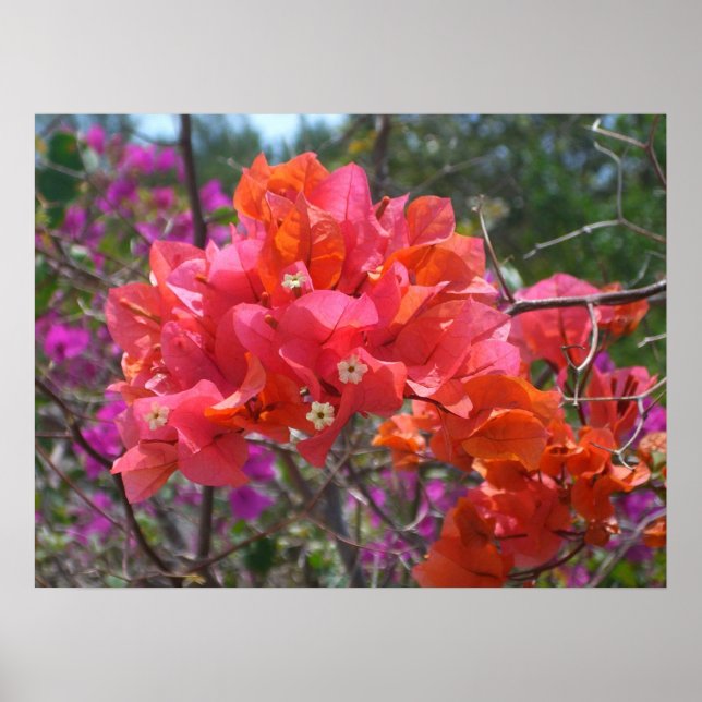 Poster Bougainvilliers roses tropicaux (Devant)