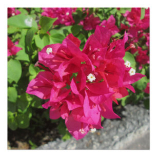Poster Bougainvilliers rouges riches
