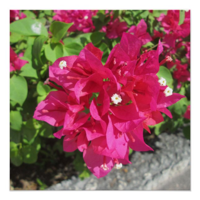 Poster Bougainvilliers rouges riches (Devant)