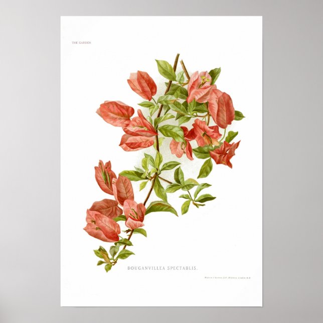 Poster Bouganvillea spectablis (Devant)
