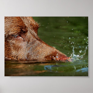 Poster Boule de chien soufflant le nez Gros plan / Macro