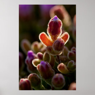Poster Boule De Fleur Succulente Couleur Rétro-Clair Avec