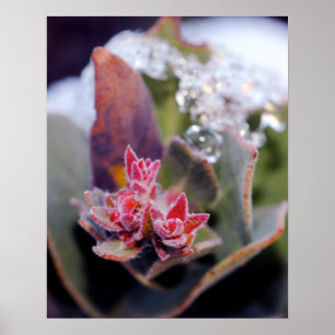 Poster Boule de fleurs