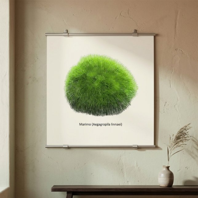 Poster Boule de mousse Marimo dessinée à la main (Créateur téléchargé)
