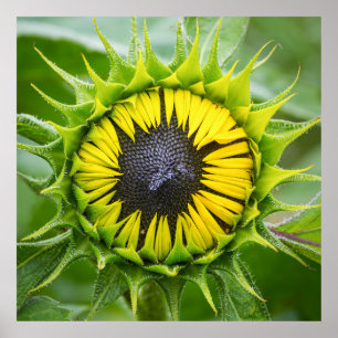 Poster Boule de tournesol