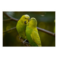 Bouleau jaune vert mignon sur une branche d'arbre