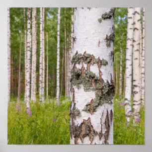 Poster bouleaux dans les forêts finlandaises