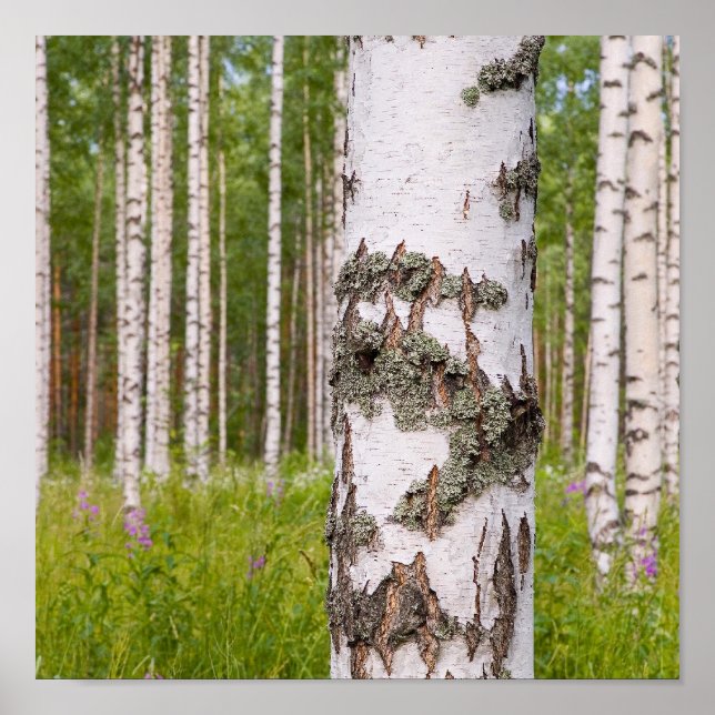 Poster bouleaux dans les forêts finlandaises (Devant)