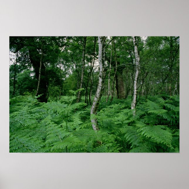 Poster Bouleaux et fougères argentés, Sherwood Forest (Devant)