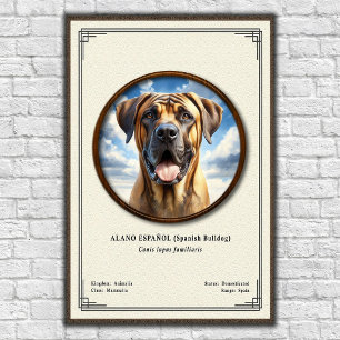 Poster Bouledogue Espagnol (Alano Español) Série de Zoolo