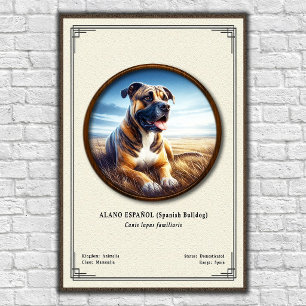 Poster Bouledogue Espagnol (Alano Español) Série de Zoolo