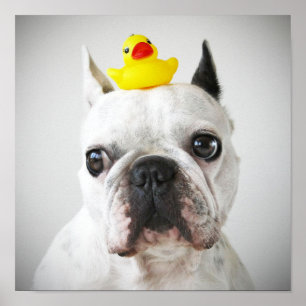 Poster Bouledogue français avec le canard en caoutchouc