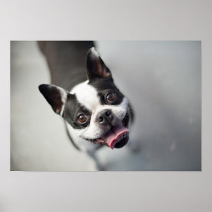Poster Bouledogue français des images   de Getty