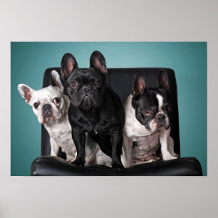 Poster Bouledogue français sur la chaise