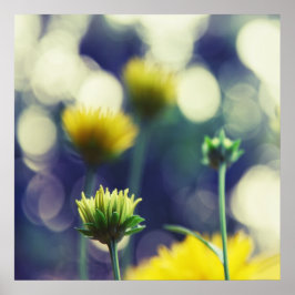 Poster Boules de fleurs jaunes dans Sunlight Bokeh