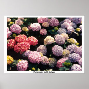 Poster Boules de neige dans rose et pourpre par TDGallery
